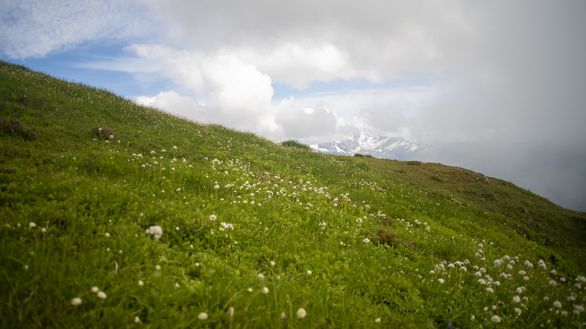 an alpine meadow with green grass and small white flowers