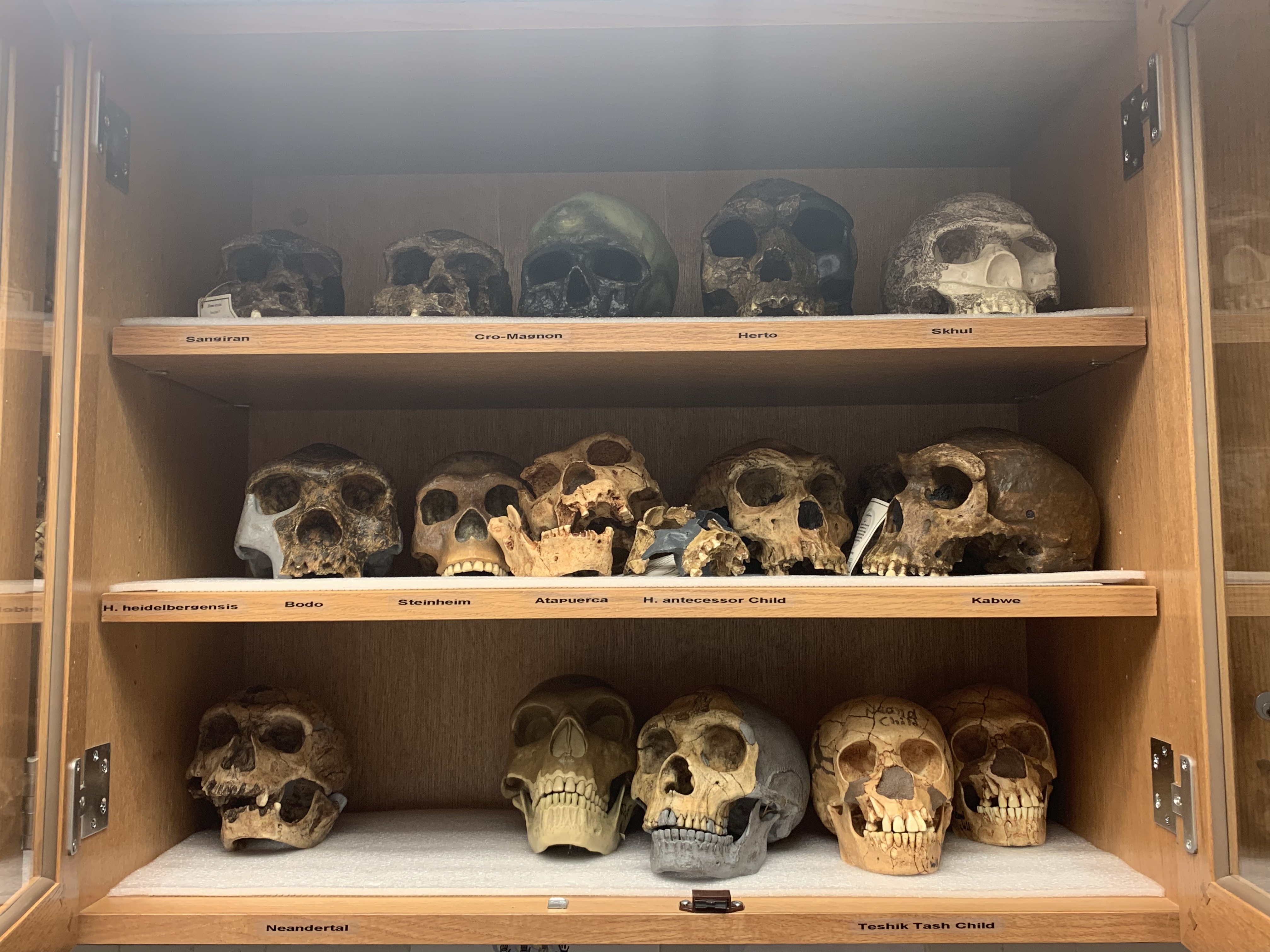 three shelves with skulls lined up across them