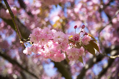 Pink cherry blossoms with blue sky in the background