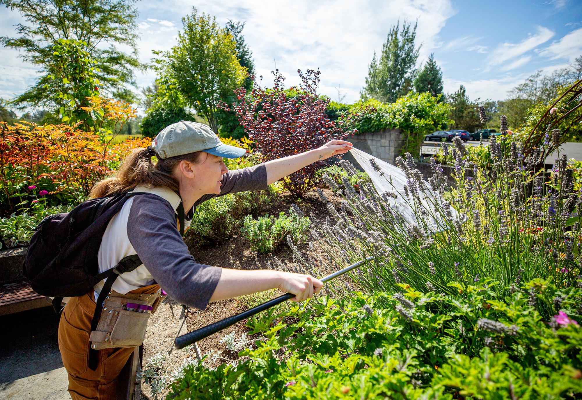 WWU graduate student Annie Jolliff carefully nets a bumblebee in a lavender bush
